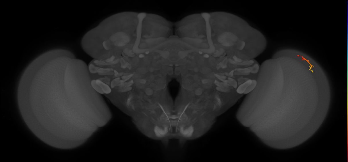 Dm3c_R (JRC_OpticLobe:148283)