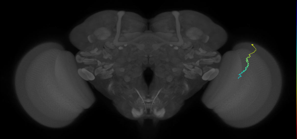 Dm3c_R (JRC_OpticLobe:133998)
