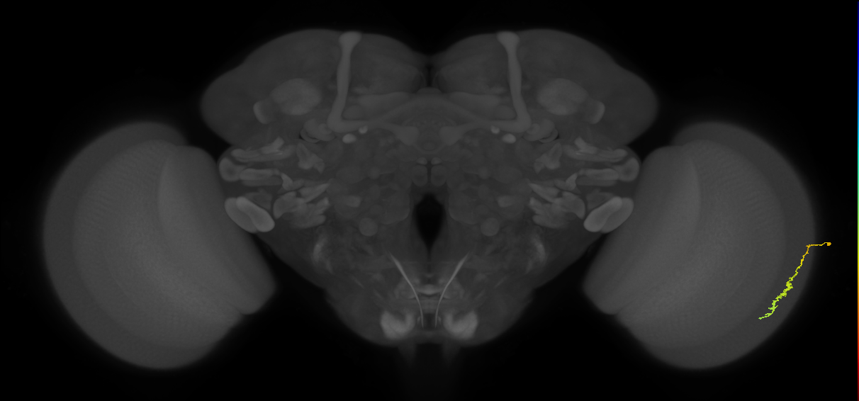 Dm3c_R (JRC_OpticLobe:111781)
