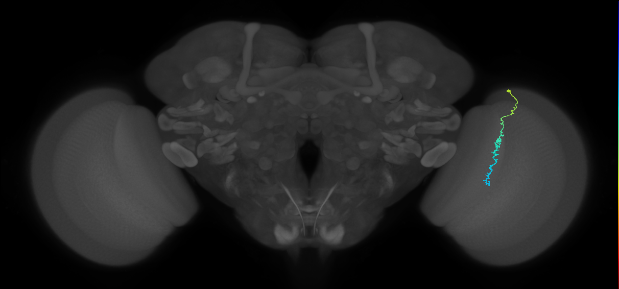 Dm3c_R (JRC_OpticLobe:147057)