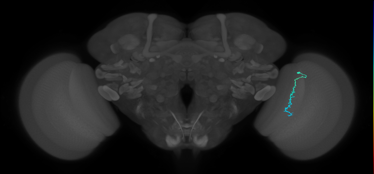 Dm3c_R (JRC_OpticLobe:193431)