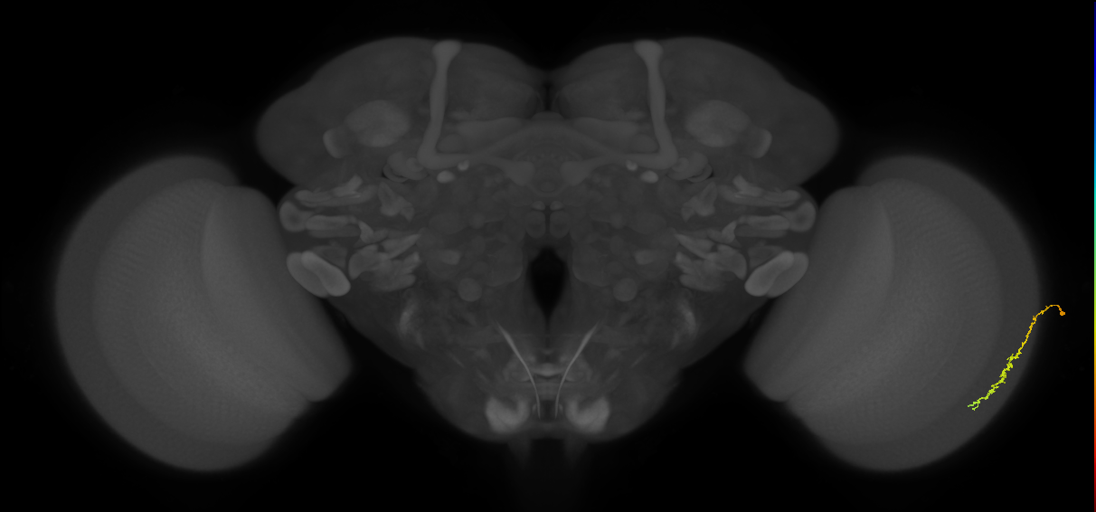 Dm3c_R (JRC_OpticLobe:109594)