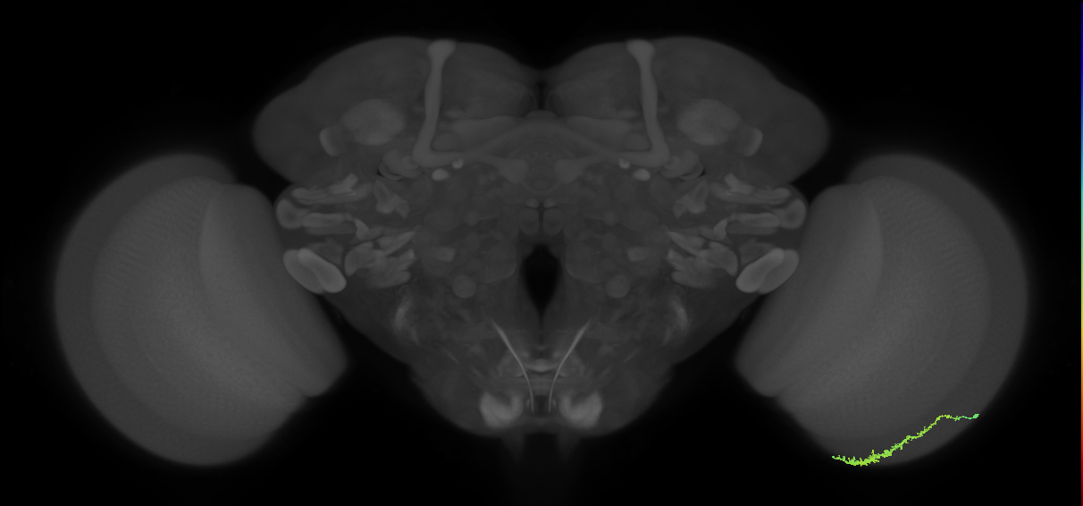 Dm3c_R (JRC_OpticLobe:99641)