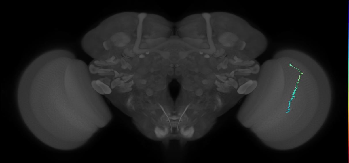 Dm3c_R (JRC_OpticLobe:148323)