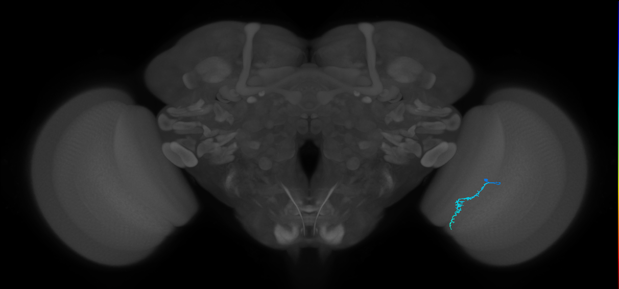 Dm3c_R (JRC_OpticLobe:171799)