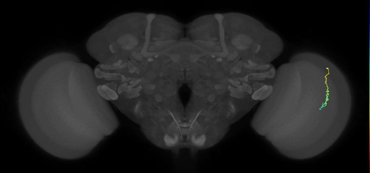 Dm3c_R (JRC_OpticLobe:124271)