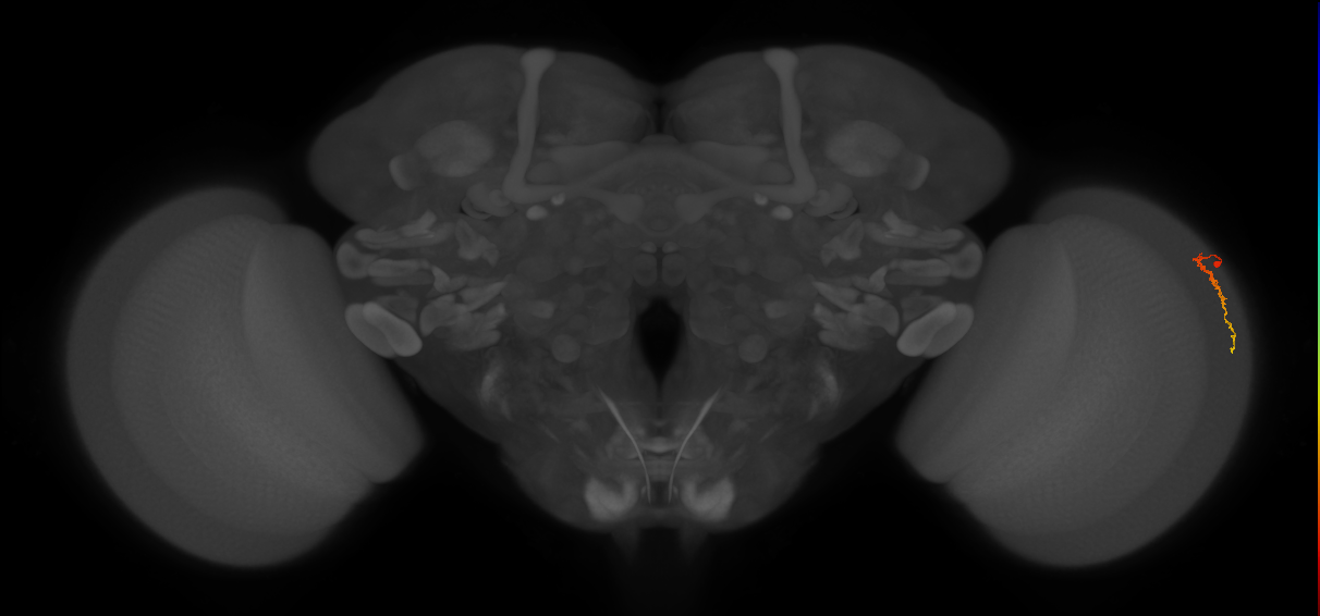 Dm3c_R (JRC_OpticLobe:144935)
