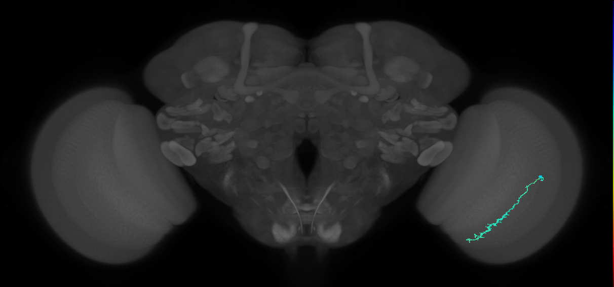 Dm3c_R (JRC_OpticLobe:120870)