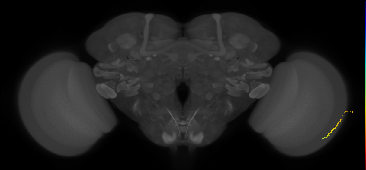 Dm3c_R (JRC_OpticLobe:164345)