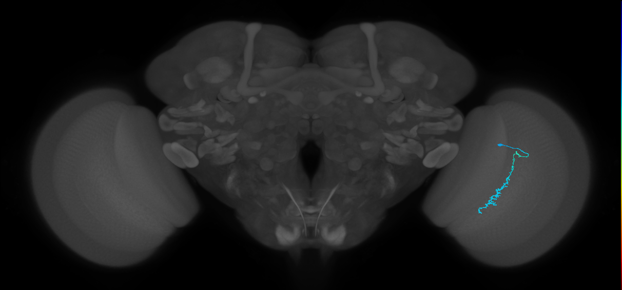Dm3c_R (JRC_OpticLobe:148103)