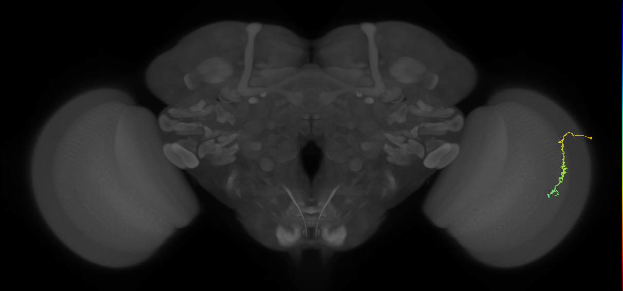 Dm3c_R (JRC_OpticLobe:186496)
