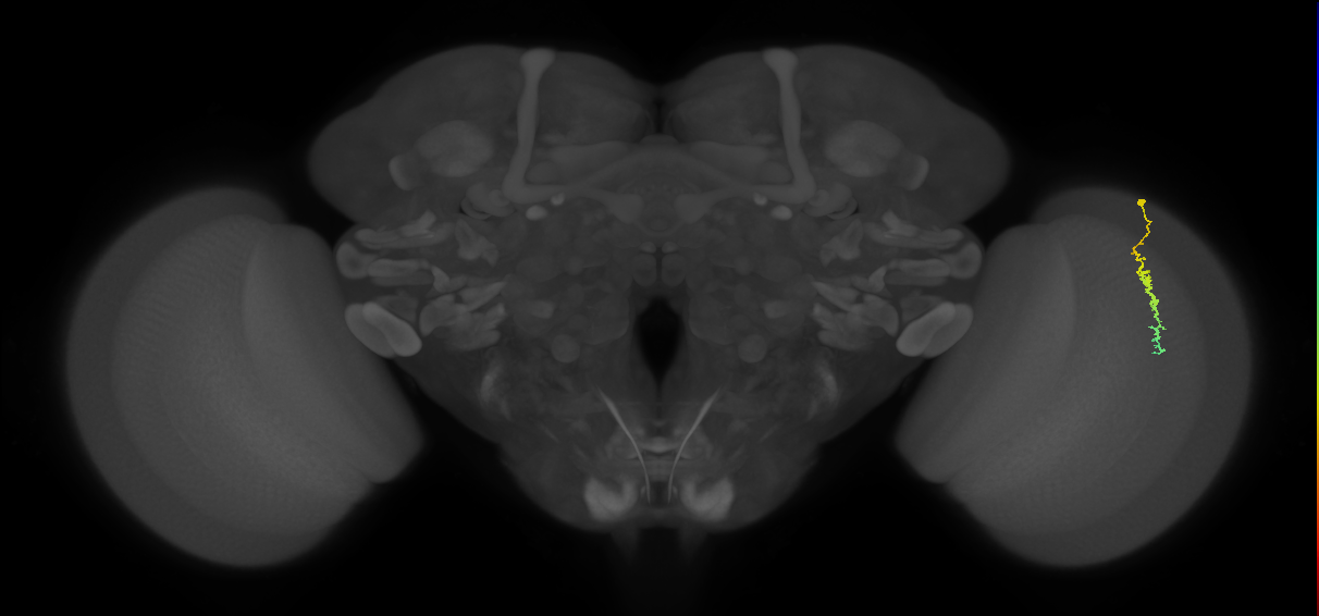 Dm3c_R (JRC_OpticLobe:128774)