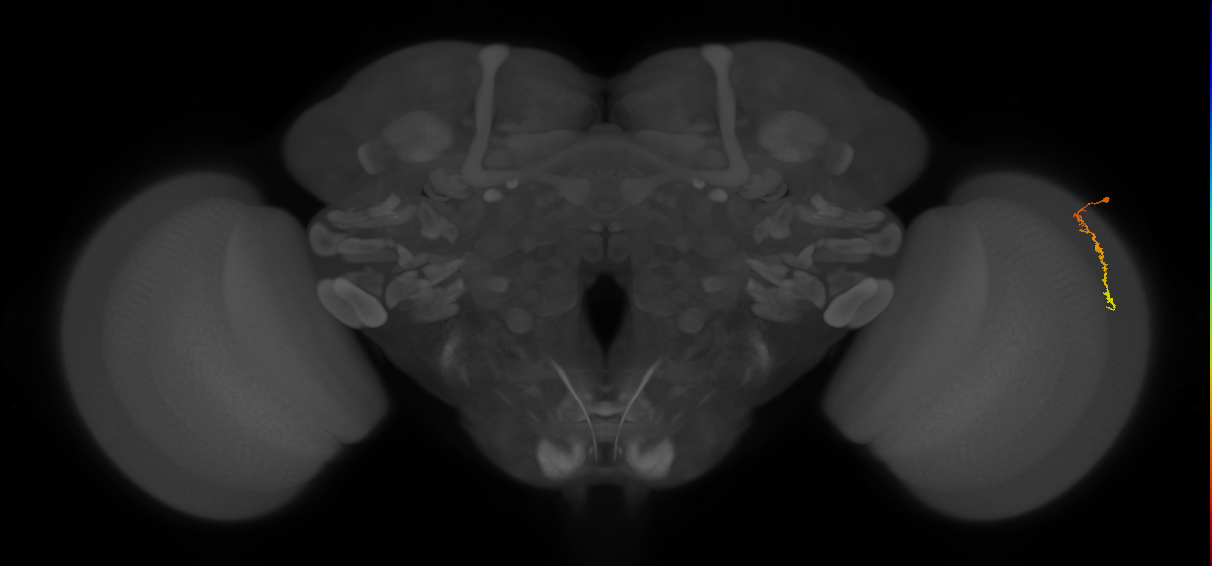 Dm3c_R (JRC_OpticLobe:134362)