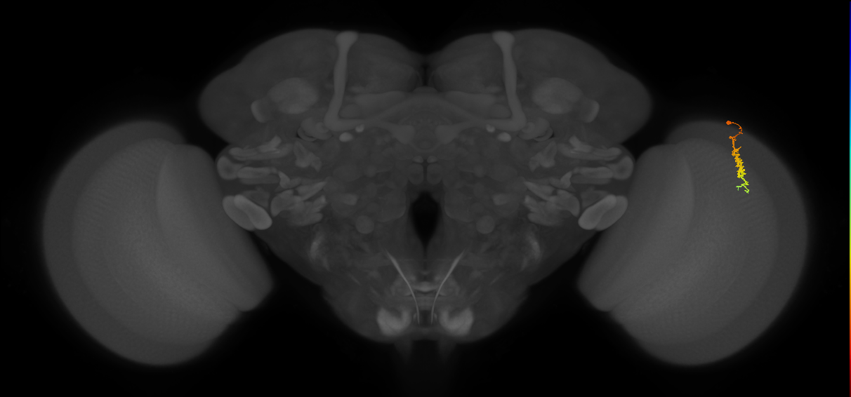 Dm3c_R (JRC_OpticLobe:139405)