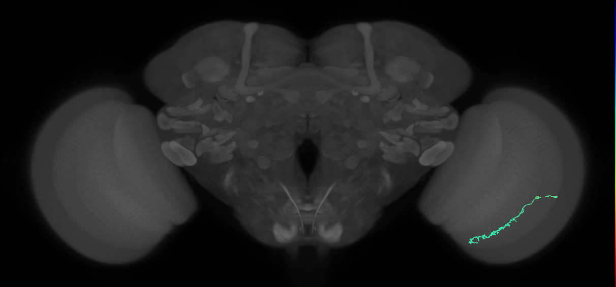 Dm3c_R (JRC_OpticLobe:121556)