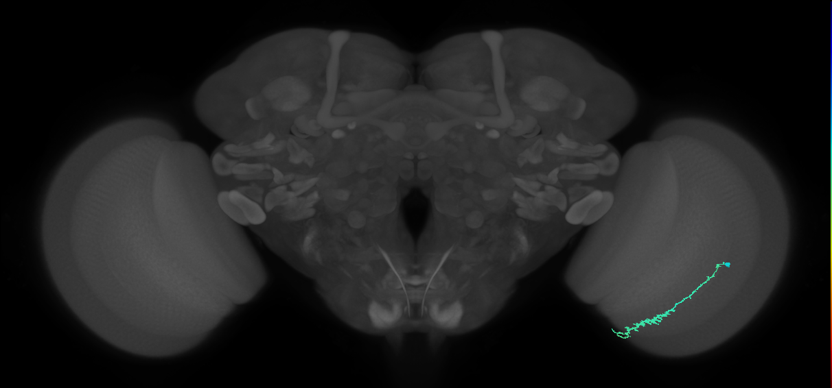 Dm3c_R (JRC_OpticLobe:103404)