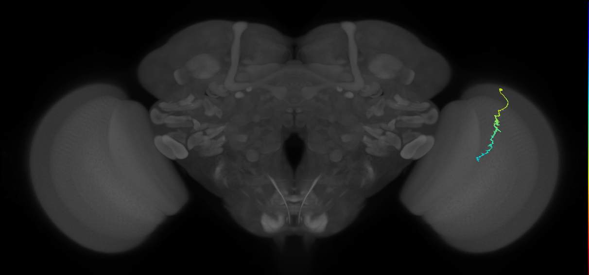 Dm3c_R (JRC_OpticLobe:138570)