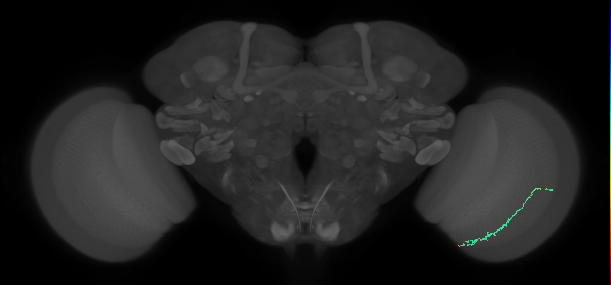 Dm3c_R (JRC_OpticLobe:110363)