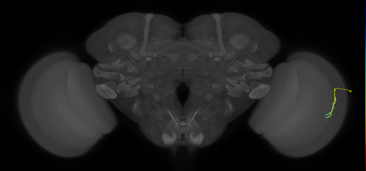 Dm3c_R (JRC_OpticLobe:190765)