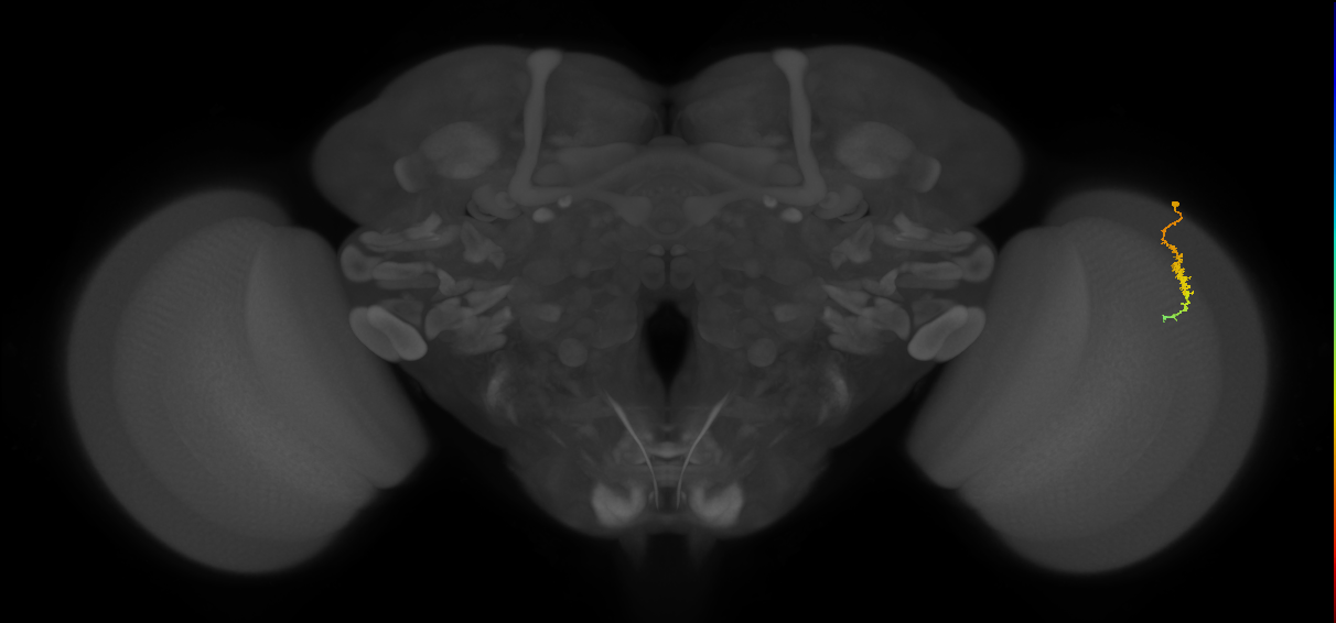 Dm3c_R (JRC_OpticLobe:146761)