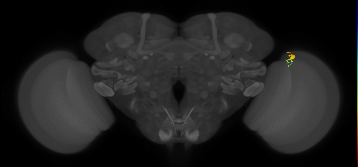 Dm3c_R (JRC_OpticLobe:156339)