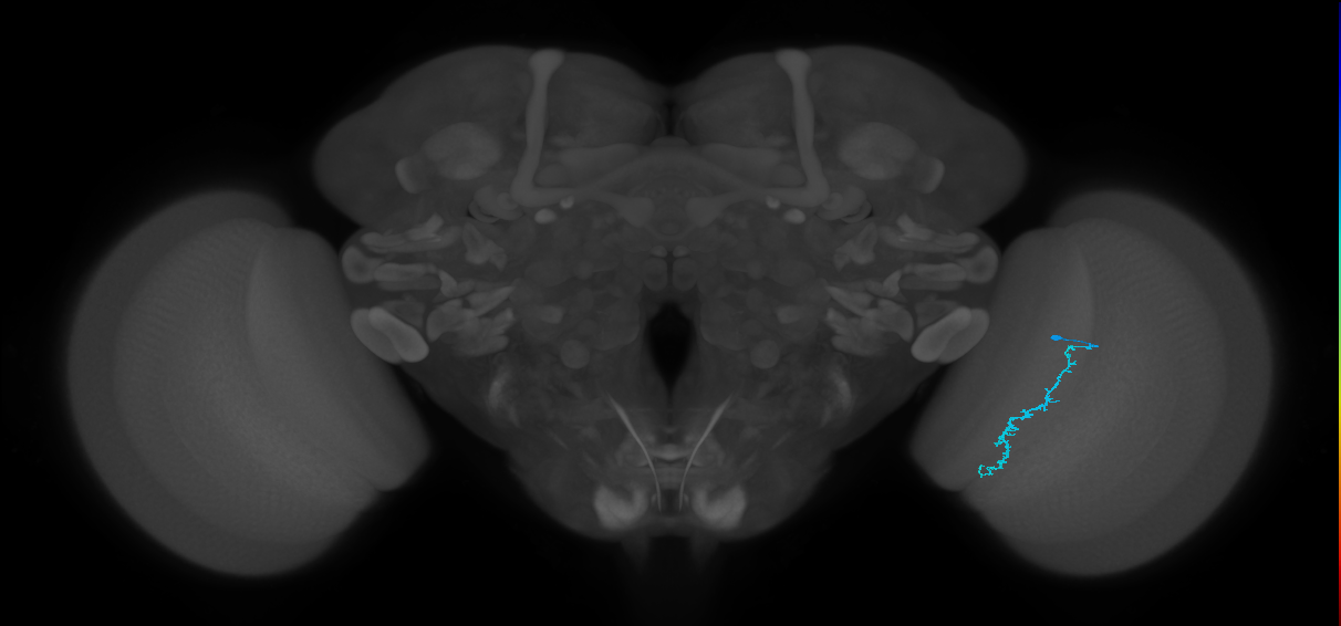 Dm3c_R (JRC_OpticLobe:159212)