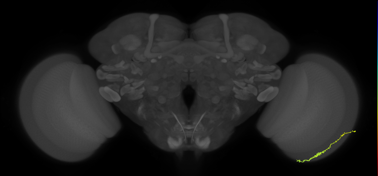 Dm3c_R (JRC_OpticLobe:94604)