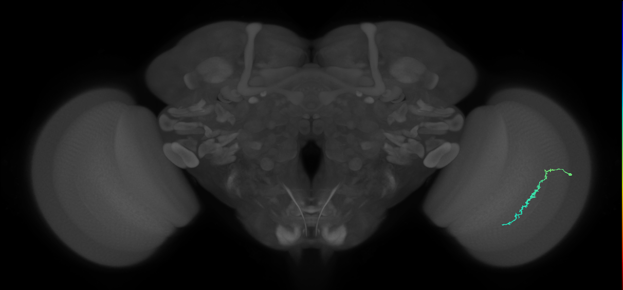 Dm3c_R (JRC_OpticLobe:128303)