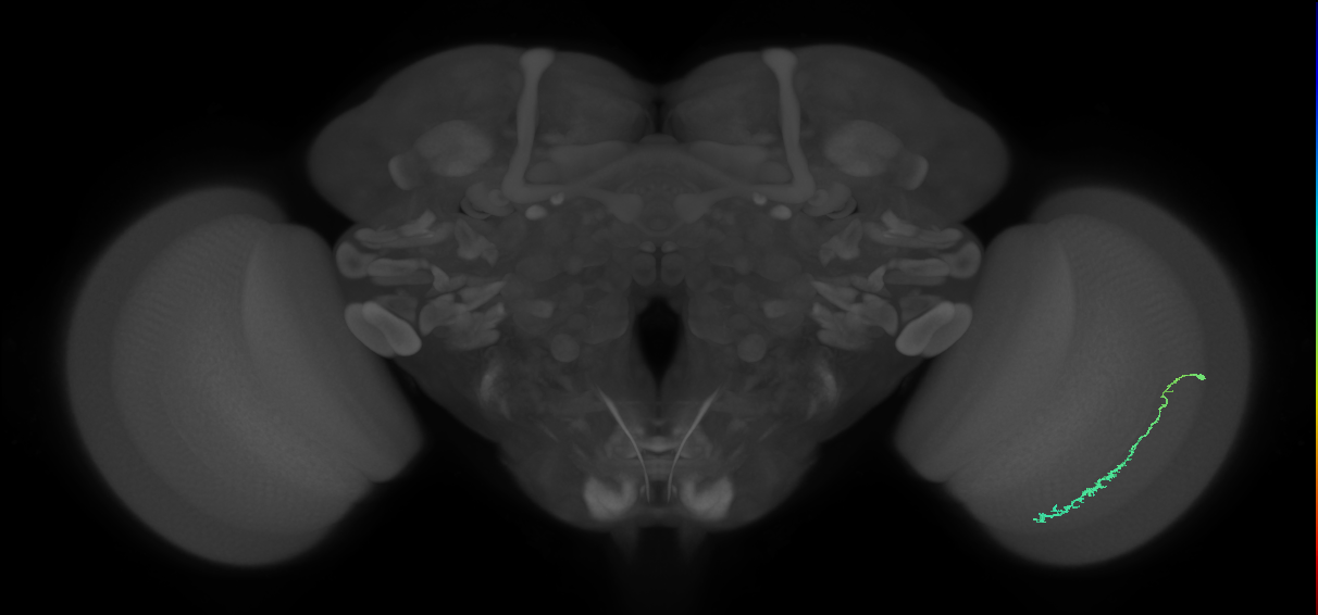 Dm3c_R (JRC_OpticLobe:119443)