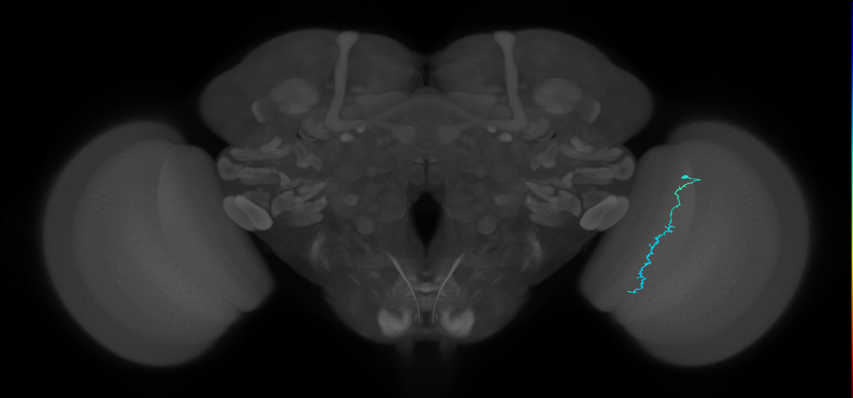 Dm3c_R (JRC_OpticLobe:166151)