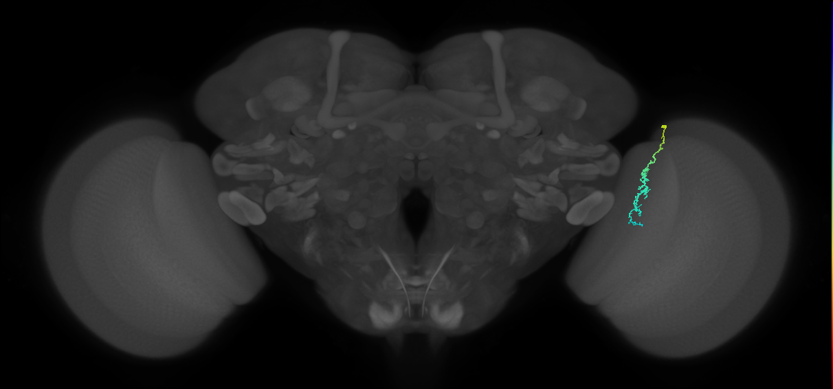 Dm3c_R (JRC_OpticLobe:160033)