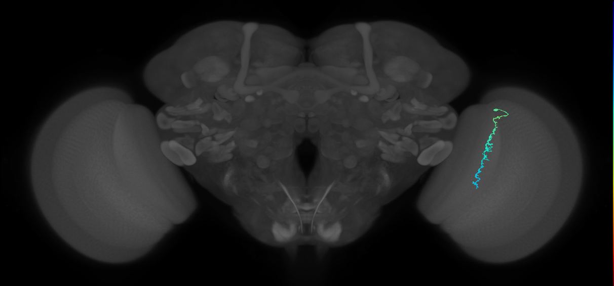 Dm3c_R (JRC_OpticLobe:157104)