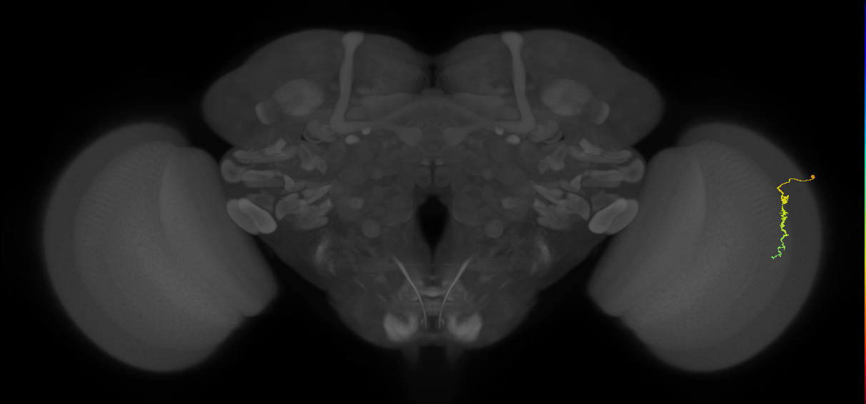 Dm3c_R (JRC_OpticLobe:147946)