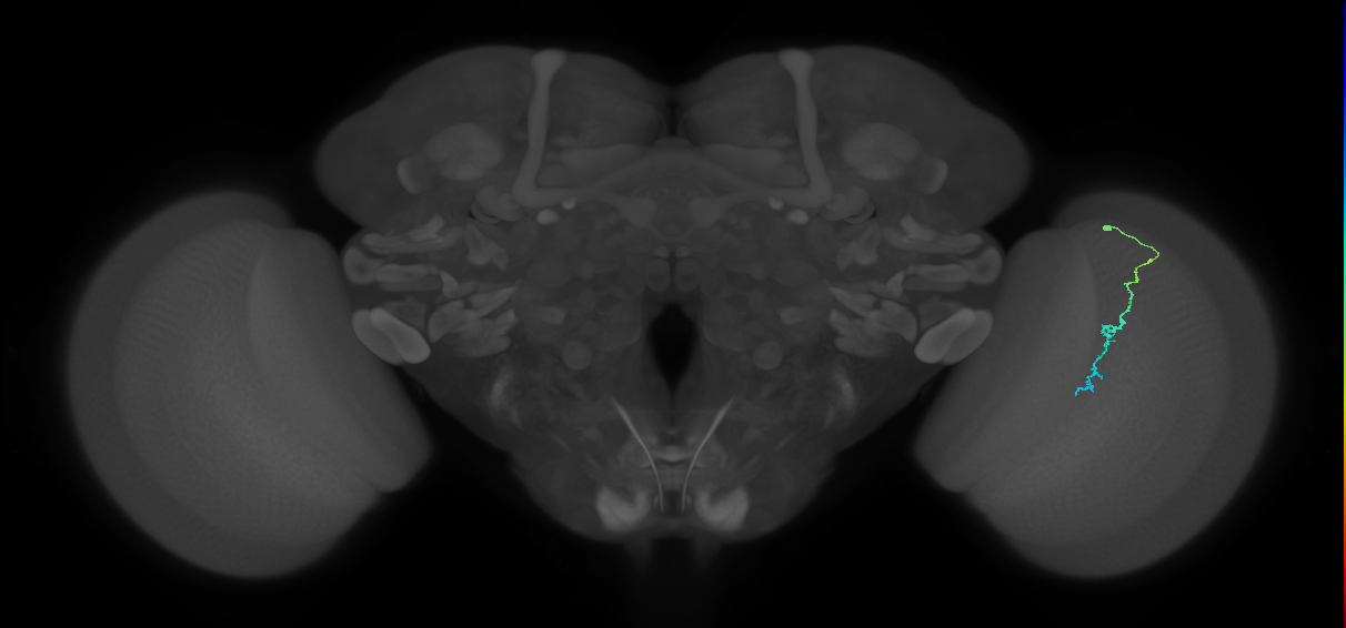 Dm3c_R (JRC_OpticLobe:145399)