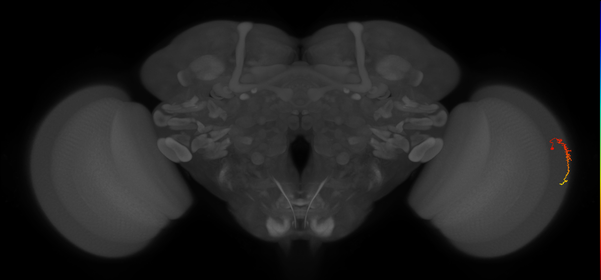 Dm3c_R (JRC_OpticLobe:120874)