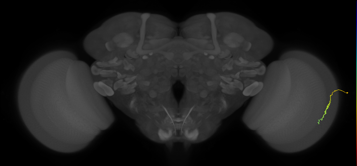 Dm3c_R (JRC_OpticLobe:174589)