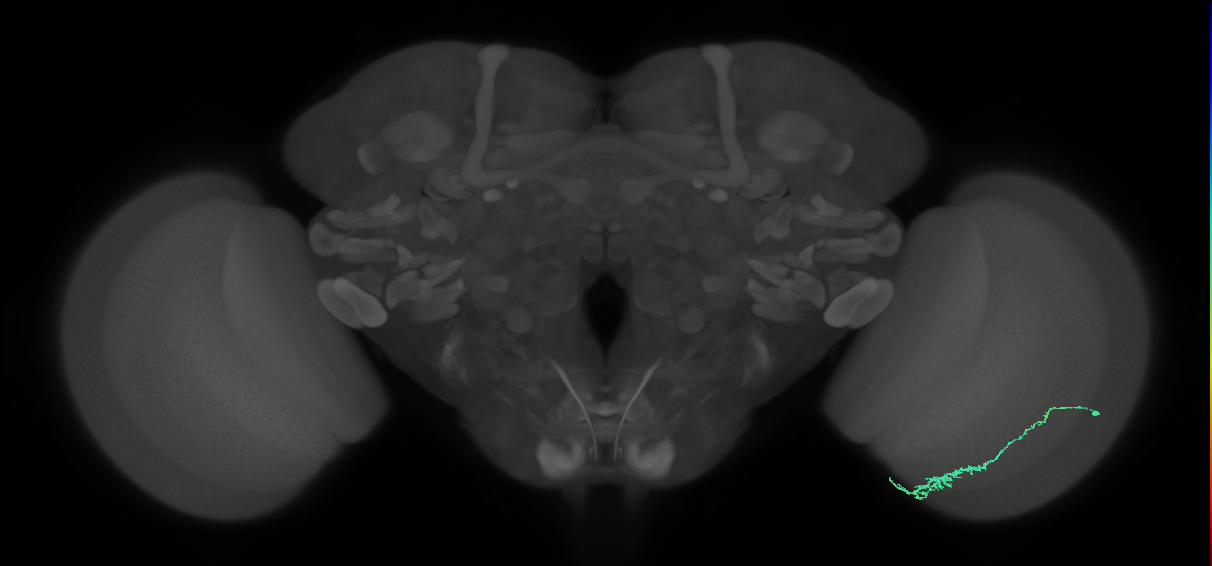 Dm3c_R (JRC_OpticLobe:73204)