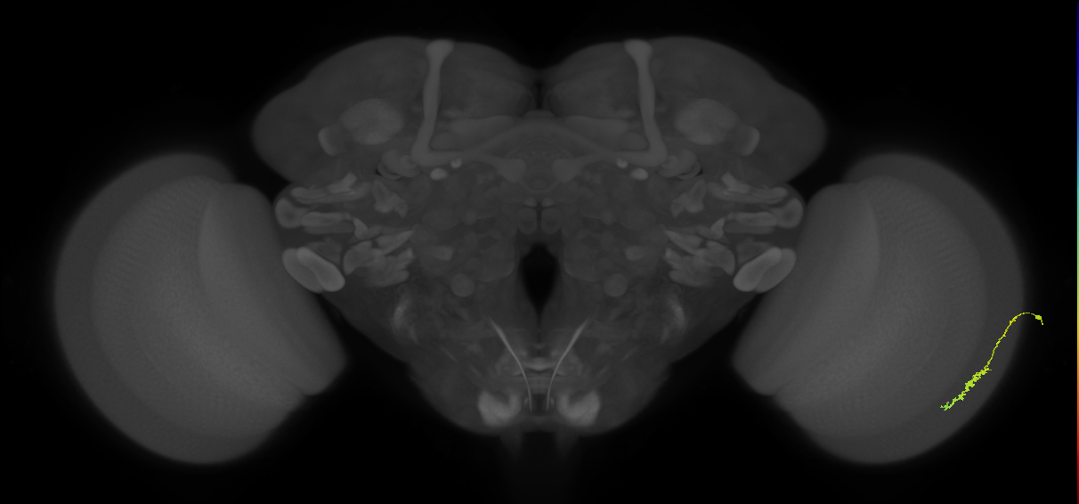 Dm3c_R (JRC_OpticLobe:161894)