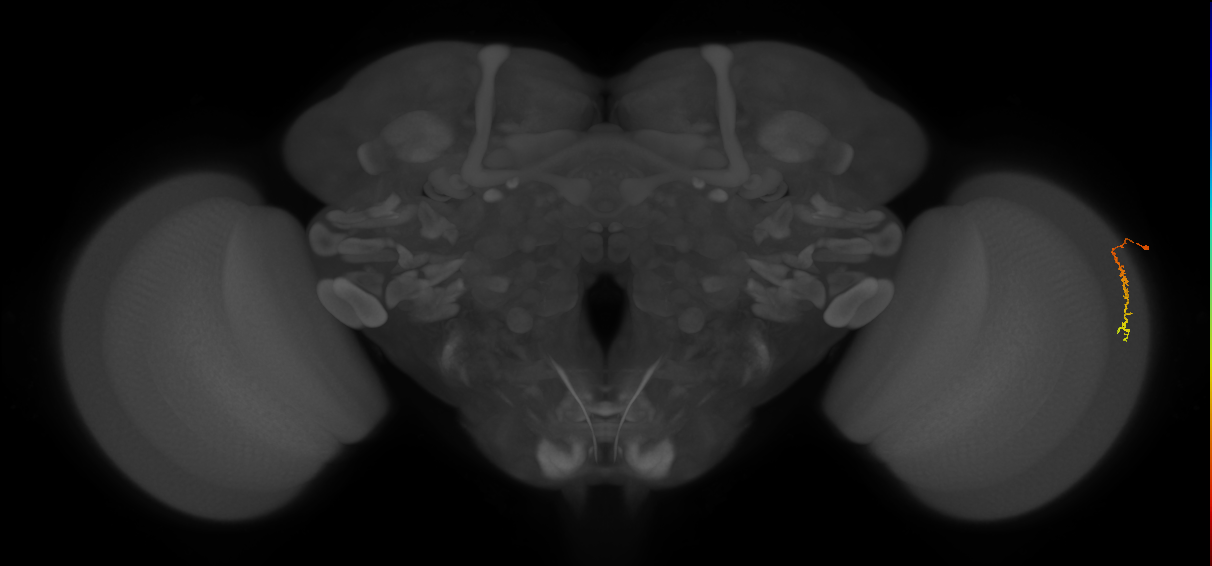Dm3c_R (JRC_OpticLobe:148422)