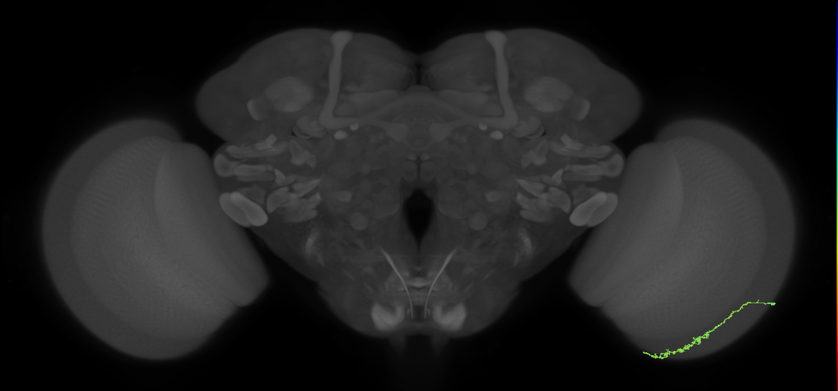 Dm3c_R (JRC_OpticLobe:107695)