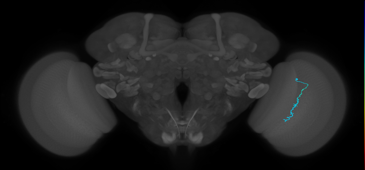 Dm3c_R (JRC_OpticLobe:147321)