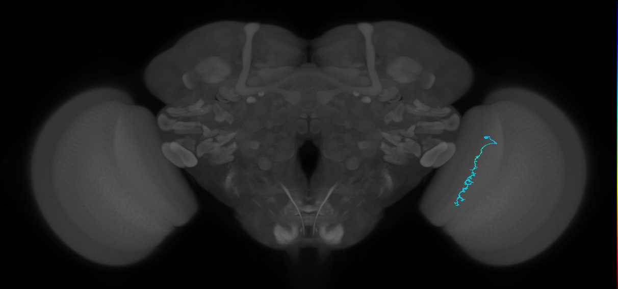 Dm3c_R (JRC_OpticLobe:171272)