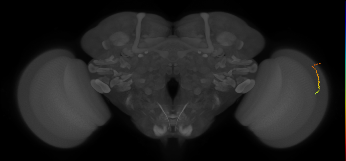 Dm3c_R (JRC_OpticLobe:145897)