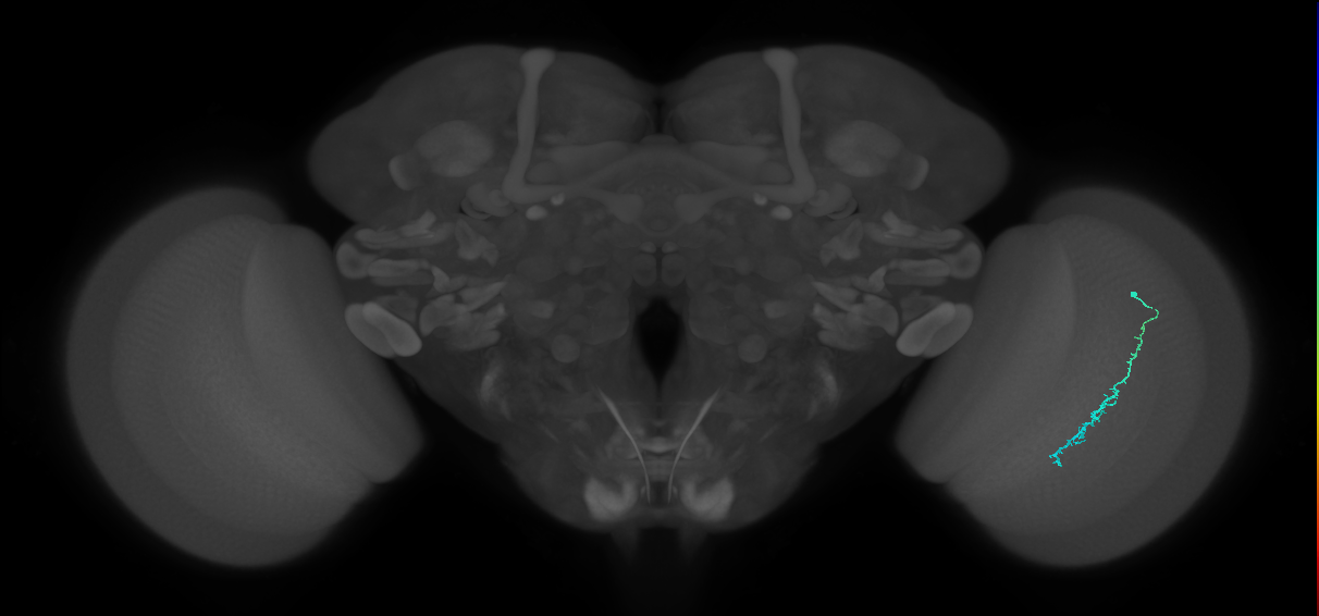 Dm3c_R (JRC_OpticLobe:179491)