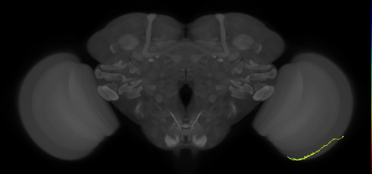 Dm3c_R (JRC_OpticLobe:110558)