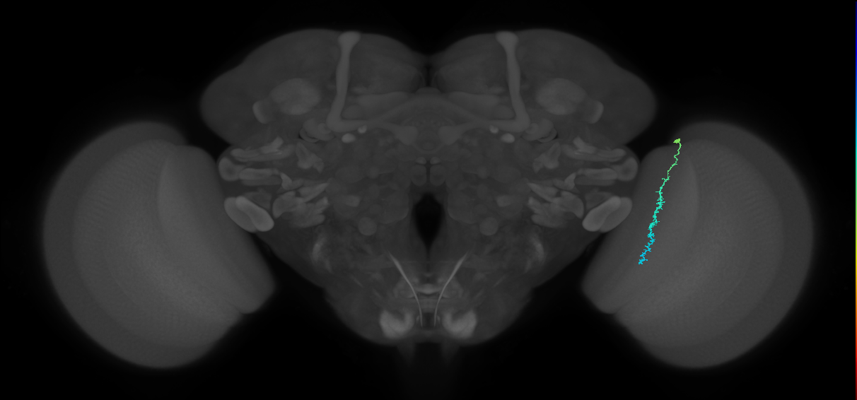 Dm3c_R (JRC_OpticLobe:209680)
