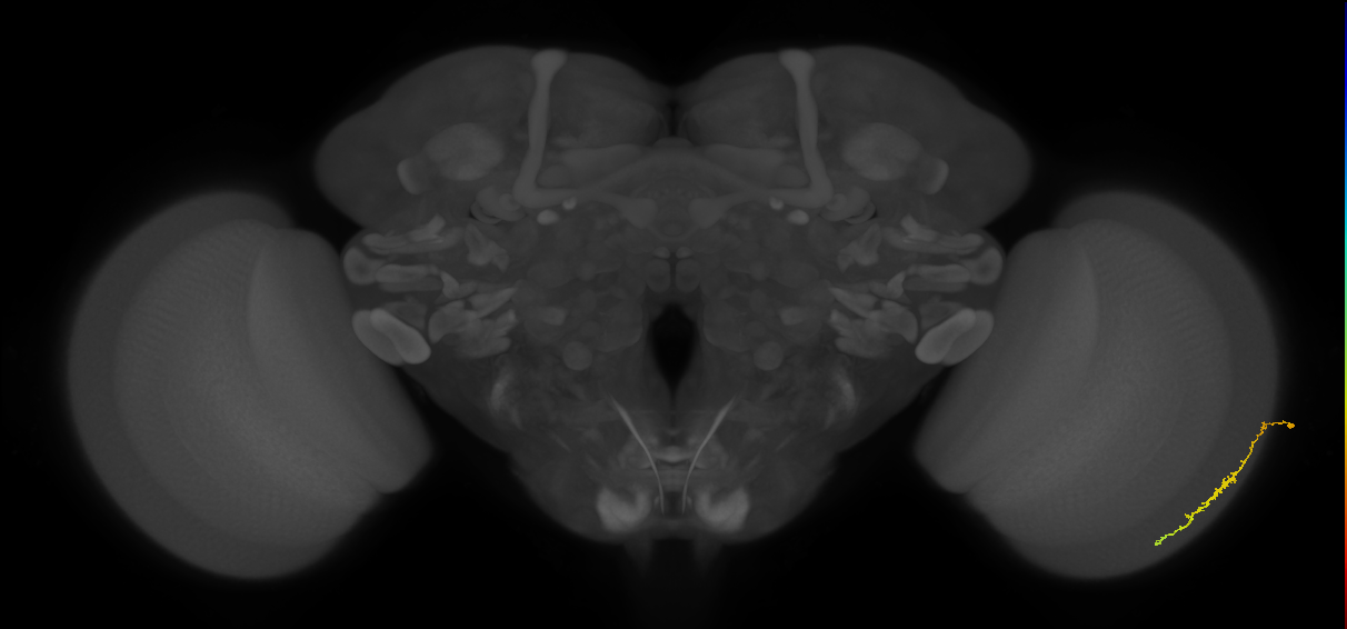 Dm3c_R (JRC_OpticLobe:119158)