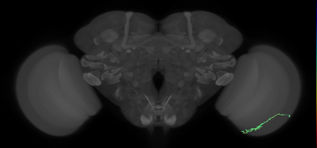Dm3c_R (JRC_OpticLobe:121569)