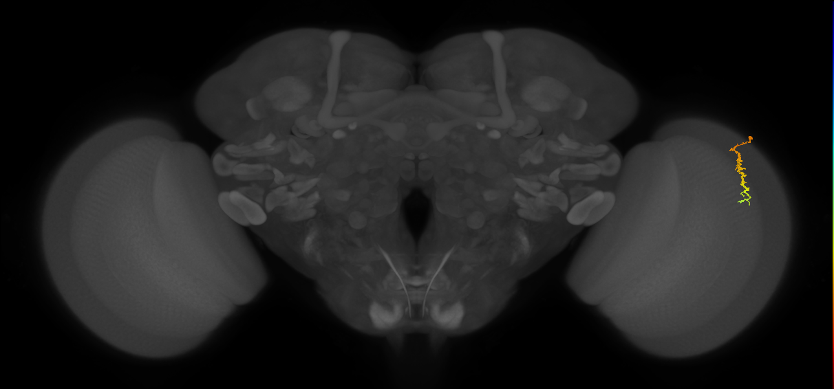 Dm3c_R (JRC_OpticLobe:133869)