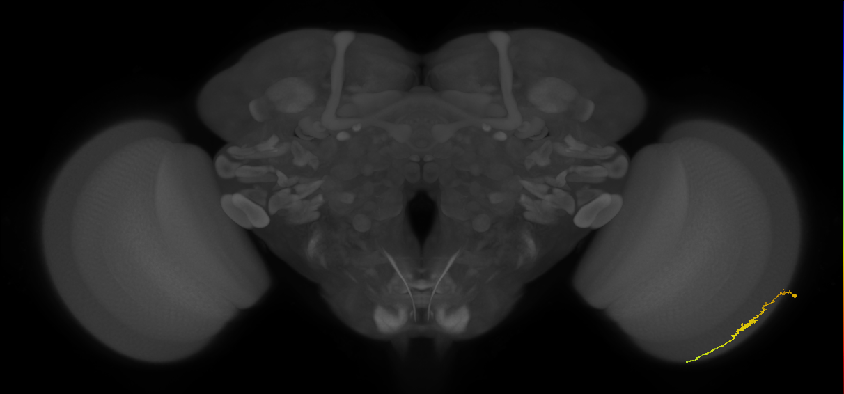 Dm3c_R (JRC_OpticLobe:116557)